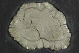 Pyrite Sun on Slate - Sparta, Illinois #348931-1